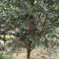 米徑7～20公分的紅豆杉假植苗和靜精品盆景假植苗