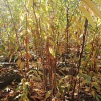 供應四川成都臘梅 基地批發(fā)價格