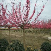 供應四川成都高桿低分枝紅梅 基地批發(fā)價格