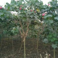 供應四川成都叢生獨桿木芙蓉 基地批發(fā)價格