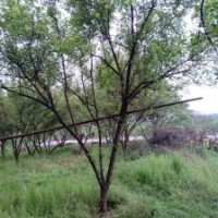 供應(yīng)四川成都山杏 基地批發(fā)價格
