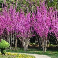 叢生紫荊5-8條北京大苗圃基地購樹木市排價(jià)