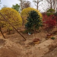 金葉榆球胸徑80-100公分北京大苗圃基地購樹木市排價(jià)
