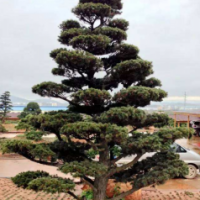 五針?biāo)筛?-3.5米北京大苗圃基地購(gòu)樹木市排價(jià)