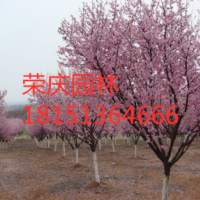 染井吉野櫻花低價(jià)供應(yīng) 苗圃直銷