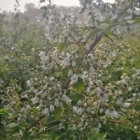 溲疏
