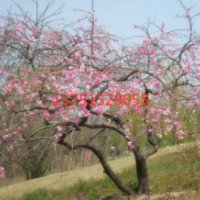 江蘇供應(yīng)垂枝桃 苗圃直銷