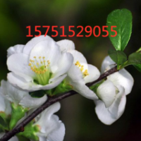 江蘇白梅花低價供應(yīng) 苗圃2019白梅花直銷