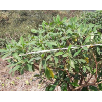 哪里有結(jié)香花 哪里結(jié)香花便宜？ 結(jié)香花苗圃直供