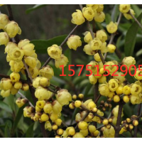 哪里有臘梅 ？低價(jià)供應(yīng)臘梅 2019臘梅價(jià)格