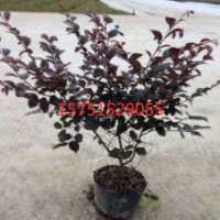 紅花繼木供應(yīng) 哪里有紅花繼木 2019紅花繼木價(jià)格