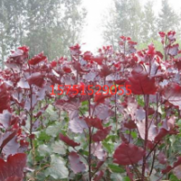 紅葉楊哪里有 ？ 紅葉楊低價(jià)供應(yīng)