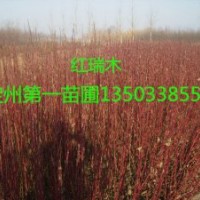 供應(yīng)：紫丁香、紅瑞木，連翹、水蠟、金葉絲棉木