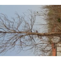 面臨征地，急處理楸樹！5公分-40公分！