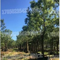 基地直供 批發(fā) 優(yōu)選精品 質(zhì)優(yōu)價廉