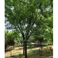 江蘇20公分櫸樹價(jià)格，浙江20公分櫸樹價(jià)格，上海20公分櫸樹批發(fā)