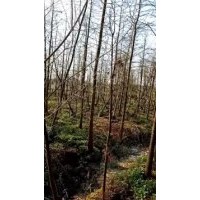 低價(jià)供應(yīng)句容9公分落羽杉價(jià)格，落羽杉直銷價(jià)格