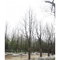 優(yōu)質(zhì)獨(dú)桿香樟價格批發(fā) 公司直銷獨(dú)桿香樟