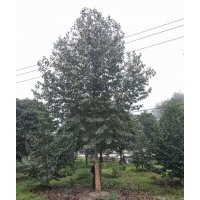 最新樂昌含笑報價 樂昌含笑苗木種植基地