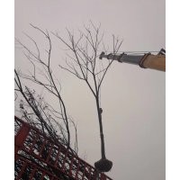 欒樹產(chǎn)地直銷、1-20公分100萬供應(yīng)、