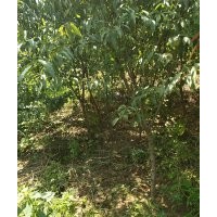 紅葉碧桃20000顆，河南貨源