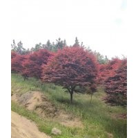 協(xié)燦苗木供應(yīng)精品羽毛楓染井吉野櫻花紅梅雞爪槭紅楓垂絲海棠