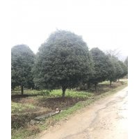 供應(yīng)精品丹桂350-500冠幅八月桂400-500冠幅