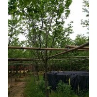 供應6-10公分福建山櫻花袋苗假植苗
