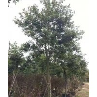 供應7-15公分風鈴木袋苗假植苗