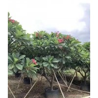 供應6-20公分雞蛋花袋苗假植苗