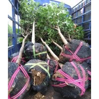 五公分桂花樹(shù)
