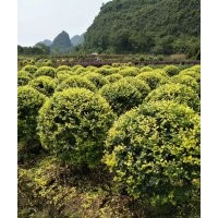 金葉女貞