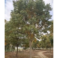 供應(yīng)紅梅紅楓雞爪槭桂花無(wú)患子欒樹(shù)羽毛楓櫻花丹桂