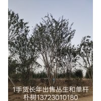 叢生樸樹