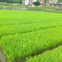 襄樊濕地松苗供應(yīng)_優(yōu)質(zhì)濕地松-隨州希望苗圃