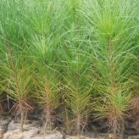一年生濕地松容器苗批發(fā)供應(yīng)，高度20-40公分-湖北華青農(nóng)業(yè)