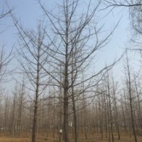 銀杏樹(shù)--基地驚爆價(jià)處理
