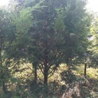 米徑8～12公分的紅豆杉，10萬株，樹形漂亮，價(jià)格非常便宜！