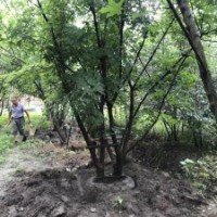 供應(yīng)四川成都元寶楓 基地批發(fā)價格