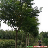 常年批發(fā)供應(yīng)苦楝樹價(jià)格優(yōu)惠，規(guī)格有5公分，6公分，7公分，8公分