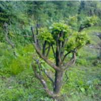 江蘇高山黃楊大量供應(yīng) 苗圃直銷