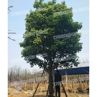 秋楓 自家苗場 自產(chǎn)自銷 精品批發(fā)