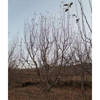 長期供應(yīng)垂絲海棠