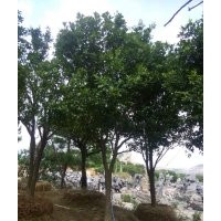 供應(yīng)各規(guī)格湖南香泡、全冠香泡、移栽香泡、移栽全冠香泡、叢生香