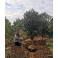 桂花1-30公分產(chǎn)地直銷、潢川金桂