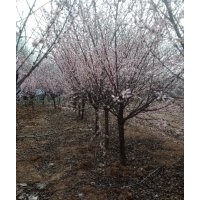 櫻花