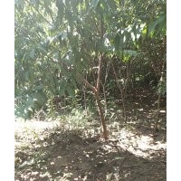 紅葉碧桃6公分20000顆，河南貨源