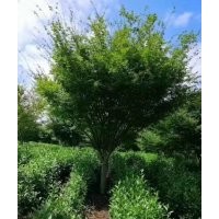 嵊州協(xié)燦供精品羽毛楓櫻花紅梅叢生紫薇櫸樹雞爪槭紅楓桂花