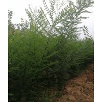 國槐苗價格，國槐苗批發(fā)，國槐苗多少錢一棵？