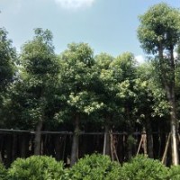 出售5-30公分光棍、骨架香樟